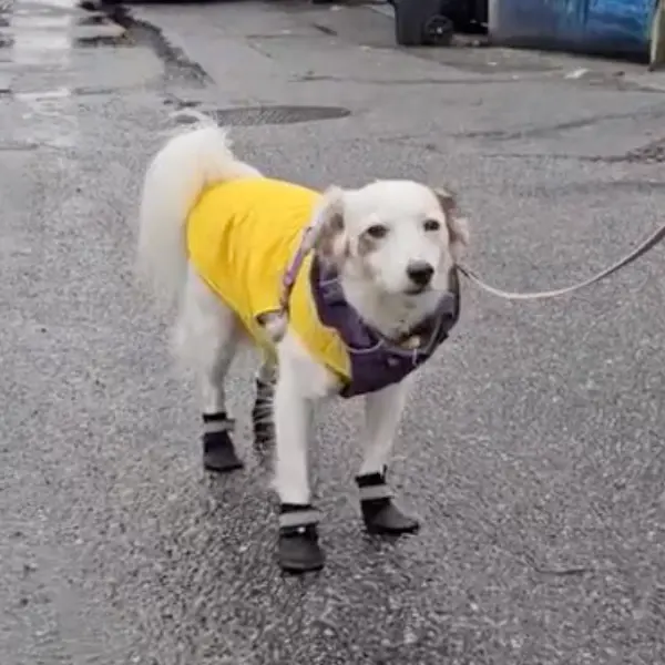 A white dog wearing a yellow raincoat and black boots stands on wet pavement, attached to a lead—ready for a Loomo Marketing photoshoot.
